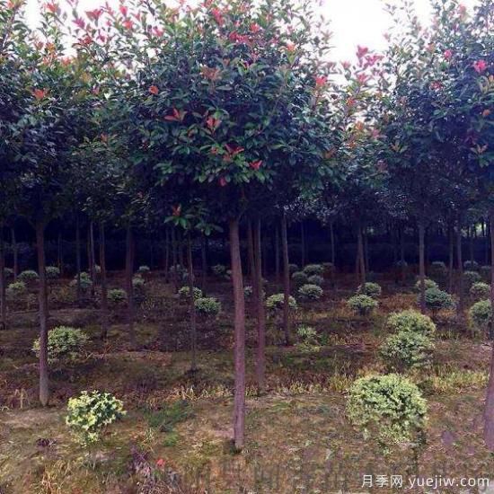 紅葉石楠樹受到創(chuàng)傷后如何消毒？(圖1)