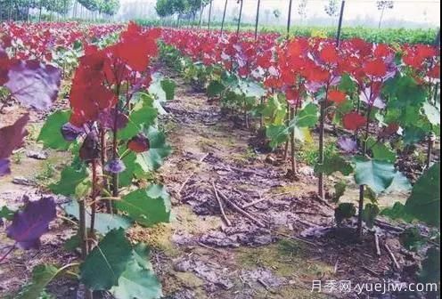 苗木行業(yè)進入存量市場，這些領域仍需大量苗木(圖2)