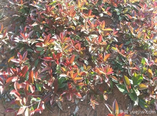 紅葉石楠小苗和紅葉石楠樹如何選擇？(圖1)