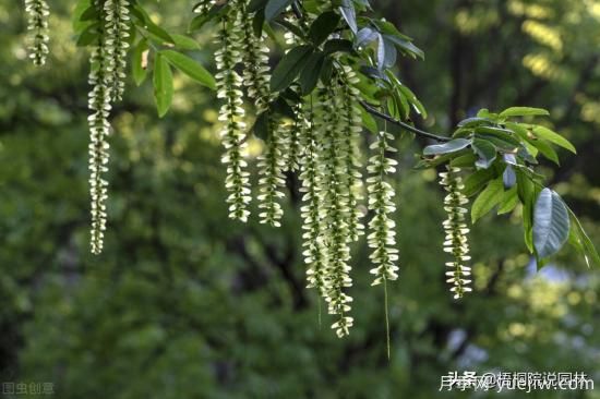 12種常見(jiàn)的行道樹(shù)樹(shù)種，你家鄉(xiāng)的行道樹(shù)是什么(圖10)