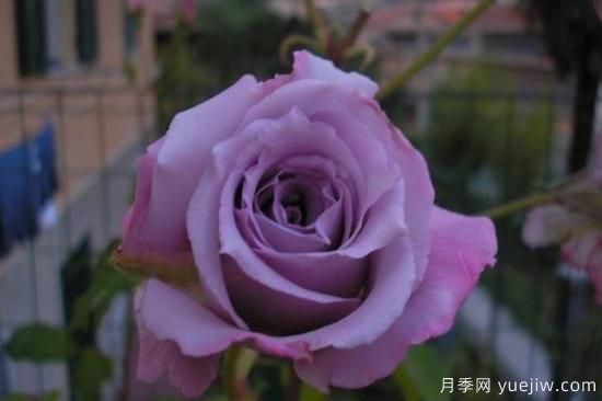 熱門10種月季，開(kāi)成花海開(kāi)成瀑布開(kāi)花不斷(圖2)