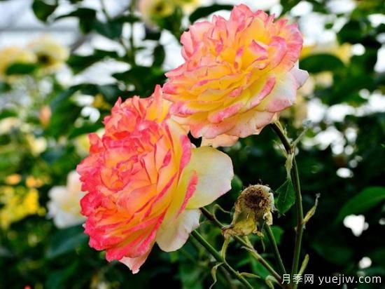 熱門10種月季，開(kāi)成花海開(kāi)成瀑布開(kāi)花不斷(圖3)
