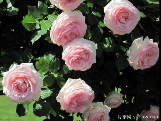 熱門10種月季，開(kāi)成花海開(kāi)成瀑布開(kāi)花不斷(圖4)