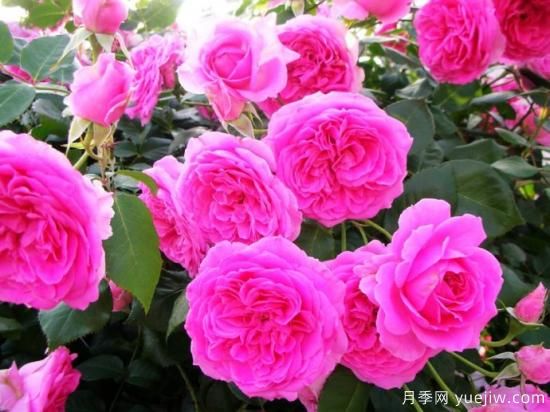 熱門10種月季，開(kāi)成花海開(kāi)成瀑布開(kāi)花不斷(圖5)