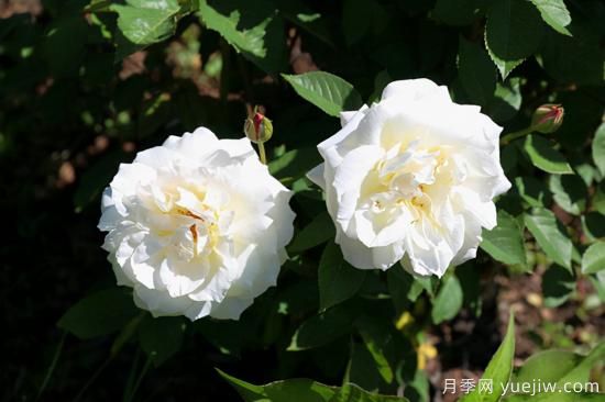 熱門10種月季，開(kāi)成花海開(kāi)成瀑布開(kāi)花不斷(圖6)
