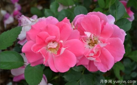 熱門10種月季，開(kāi)成花海開(kāi)成瀑布開(kāi)花不斷(圖9)