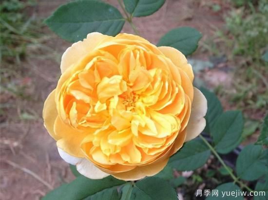 適合庭院的6個(gè)藤本月季，以及移栽時(shí)間和牽引辦法(圖5)