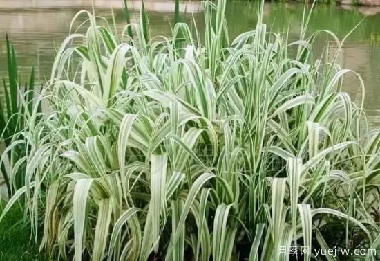 花有花鏡，草有草境！這么美的觀賞草你了解多少(圖14)