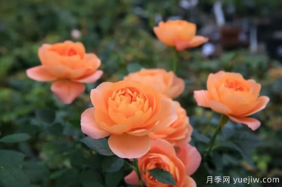 推薦適合陽(yáng)臺(tái)的11種月季，漂亮好養(yǎng)四季開(kāi)花(圖1)