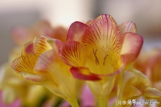 適合秋播花卉的10大品種，明年花開滿陽臺(圖2)