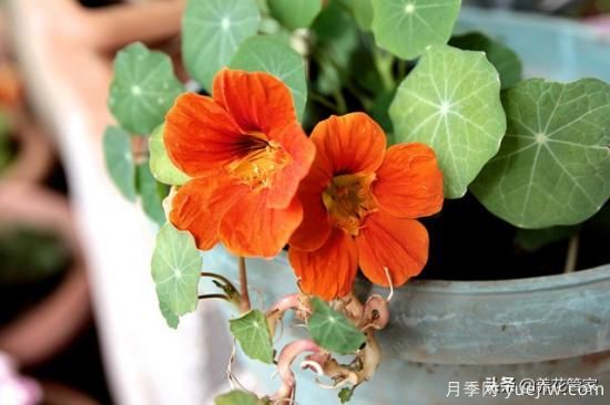 適合秋播花卉的10大品種，明年花開滿陽臺(圖3)