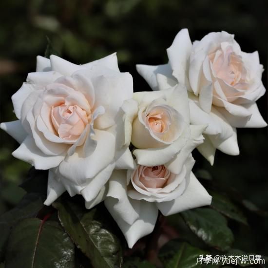 35個奧斯汀官方推薦的月季品種，抗病強長勢好開花多花友必選(圖26)