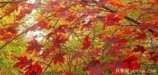 深度分析彩葉樹種的種類、配置原則和應(yīng)用(圖1)