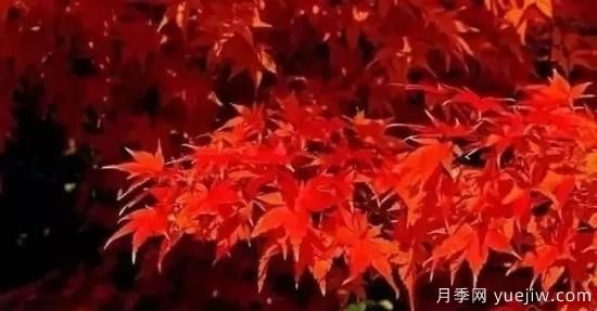深度分析彩葉樹種的種類、配置原則和應(yīng)用(圖2)