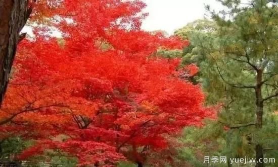 深度分析彩葉樹種的種類、配置原則和應(yīng)用(圖3)