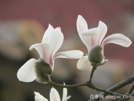 玉蘭三姐妹：中土原生白與紫，北美舶來洋玉蘭(圖4)