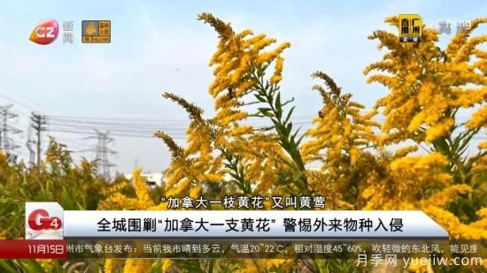 廣州湖北河南…多地遭“一枝黃花”入侵，見到要鏟除(圖1)