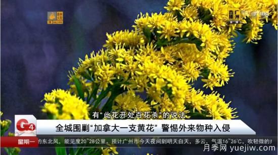 廣州湖北河南…多地遭“一枝黃花”入侵，見到要鏟除(圖2)