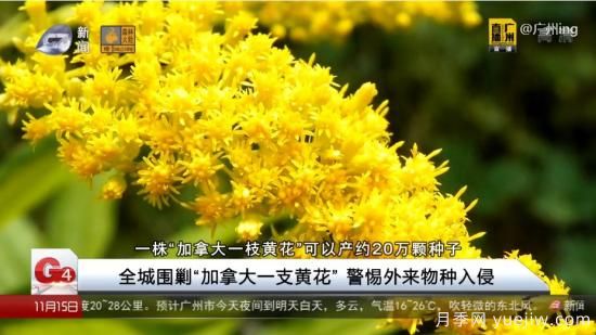 廣州湖北河南…多地遭“一枝黃花”入侵，見到要鏟除(圖4)