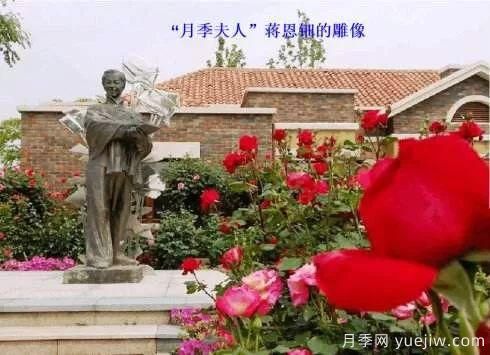 談?wù)勚袊?guó)月季的發(fā)展史，致敬中國(guó)的月季育種家前輩們！(圖11)