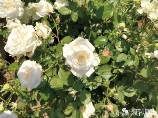 談?wù)勚袊?guó)月季的發(fā)展史，致敬中國(guó)的月季育種家前輩們！(圖40)