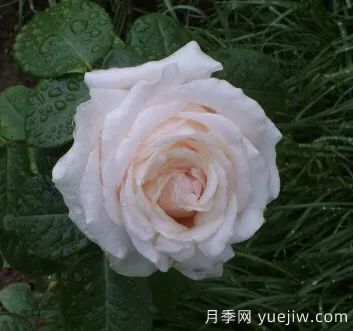 談?wù)勚袊?guó)月季的發(fā)展史，致敬中國(guó)的月季育種家前輩們！(圖61)