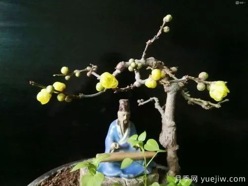 好看又省心，冬季適合懶人養(yǎng)的八大花卉植物(圖3)