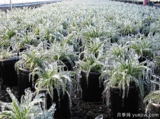 植物受凍后，怎么高效救治？(圖1)