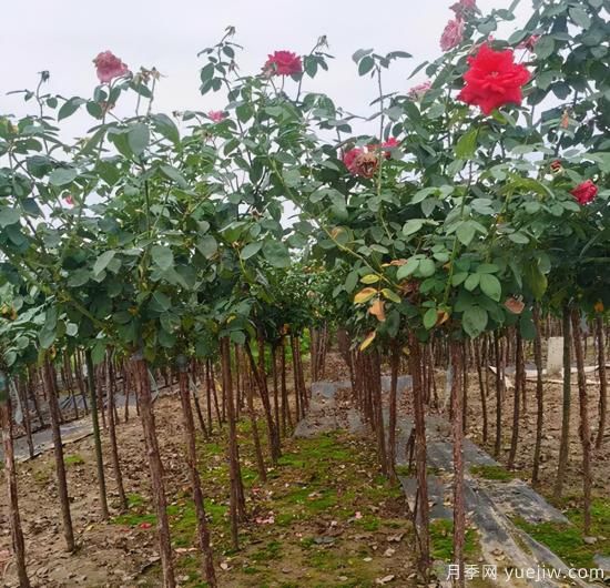 月季花冬剪很有必要，這樣做來(lái)年開(kāi)花量翻倍(圖1)