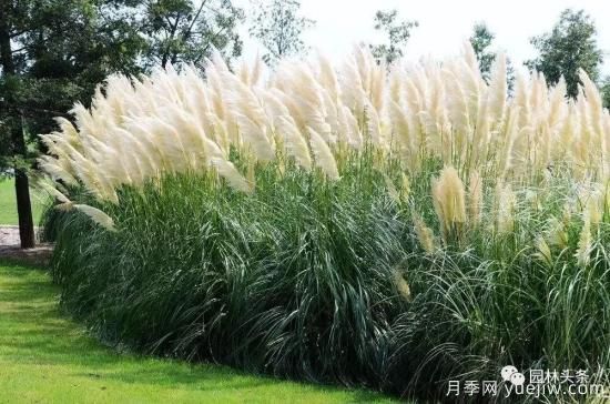 又美又耐寒，適合北方的14個(gè)觀賞草種類(lèi)推薦(圖1)