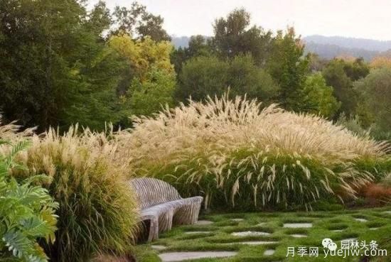 又美又耐寒，適合北方的14個(gè)觀賞草種類(lèi)推薦(圖2)