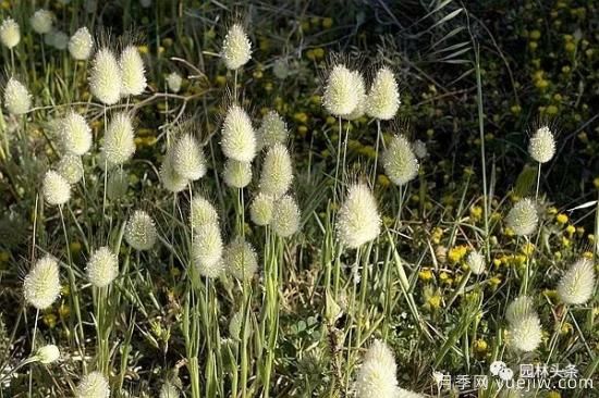 又美又耐寒，適合北方的14個(gè)觀賞草種類(lèi)推薦(圖3)