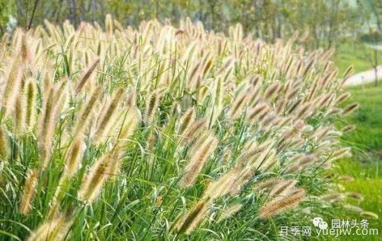 又美又耐寒，適合北方的14個(gè)觀賞草種類(lèi)推薦(圖4)