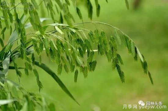 又美又耐寒，適合北方的14個(gè)觀賞草種類(lèi)推薦(圖8)