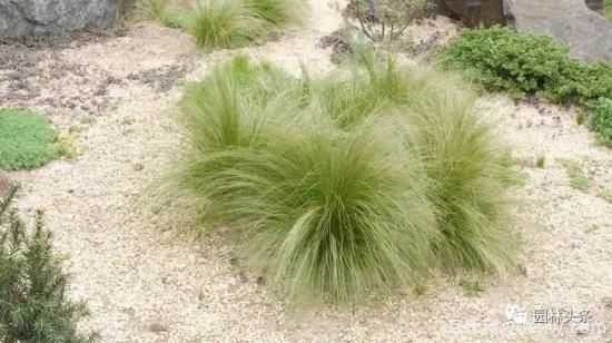 又美又耐寒，適合北方的14個(gè)觀賞草種類(lèi)推薦(圖10)