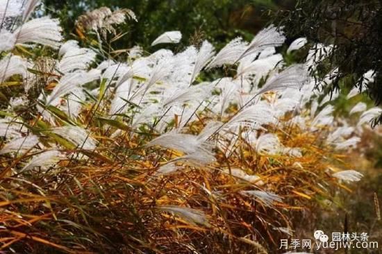又美又耐寒，適合北方的14個(gè)觀賞草種類(lèi)推薦(圖11)