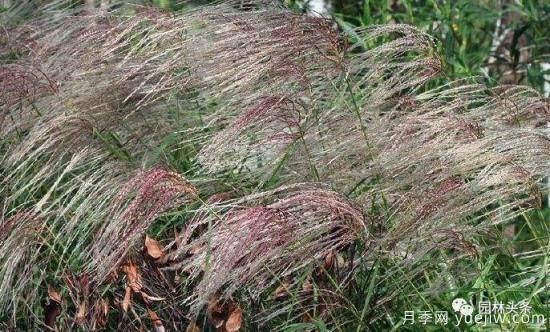 又美又耐寒，適合北方的14個(gè)觀賞草種類(lèi)推薦(圖12)