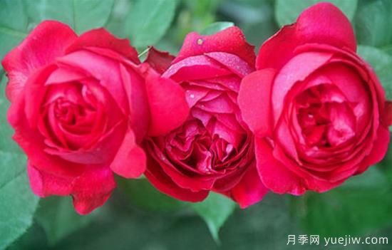 淘汰掉的6款藤本月季，經(jīng)典就是適合的嗎？(圖5)