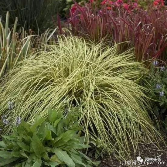 又美又耐寒，適合北方的14個(gè)觀賞草種類(lèi)推薦(圖14)