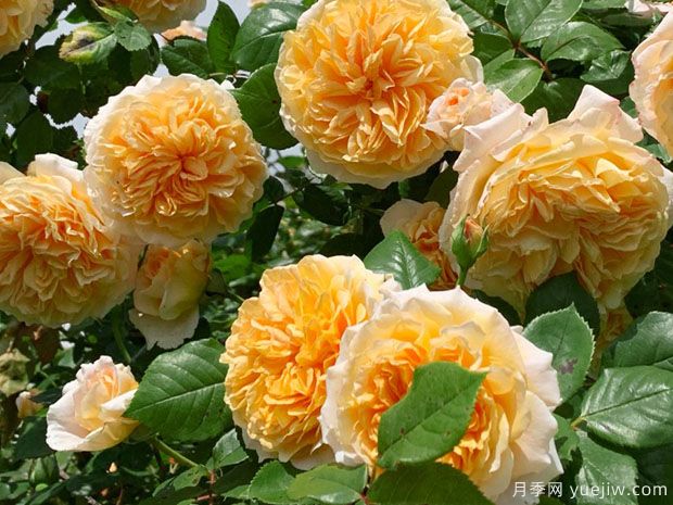 推薦8種藤本月季，抗病性強(qiáng)好養(yǎng)好看愛開花(圖1)