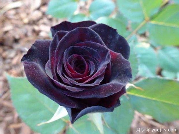 冷艷高貴，推薦5個濃香黑紅色月季品種(圖4)