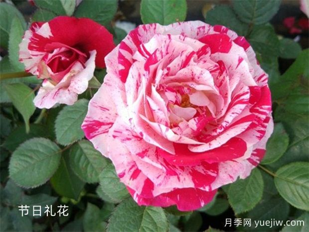 大神養(yǎng)月季沒有不踩的6個(gè)月季坑，你經(jīng)歷幾個(gè)？(圖2)