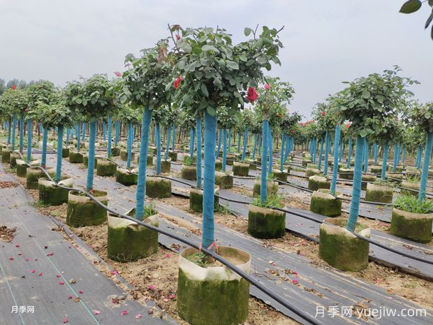 月季花苗什么時候批發(fā)購買合適？(圖3)