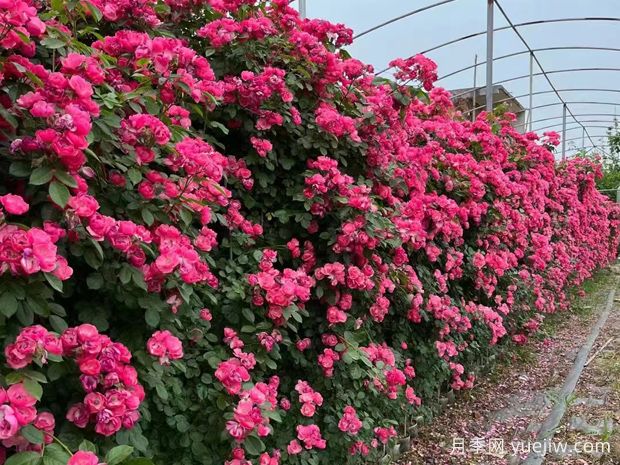 藤本月季葉子枯萎的怎么辦？做好光照、澆水、施肥和病害管理(圖1)