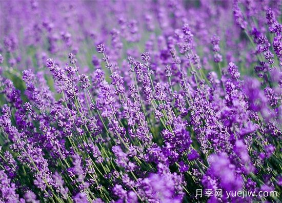 薰衣草養(yǎng)護全攻略：避開4大禁忌，打造香氣四溢的花園(圖1)