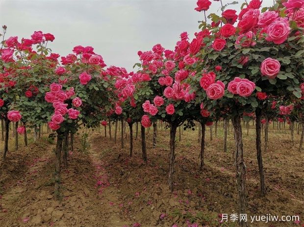 雙色月季樹(shù)價(jià)格多少錢(qián)一棵？南陽(yáng)哪里有賣(mài)的？(圖2)