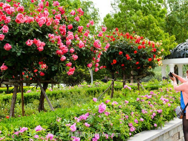 堅(jiān)韌不屈的月季，幾十個(gè)城市的市花(圖3)