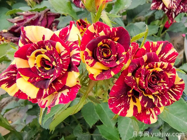 養(yǎng)花新手必知，30個植物的養(yǎng)護(hù)辦法分享(圖1)