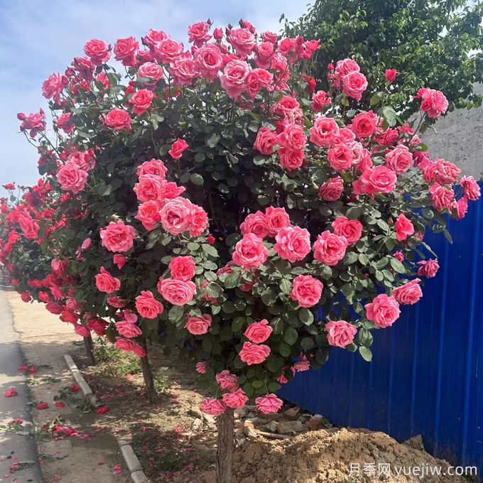 樹木栽植時，土球上的包扎物需要解除嗎？(圖1)