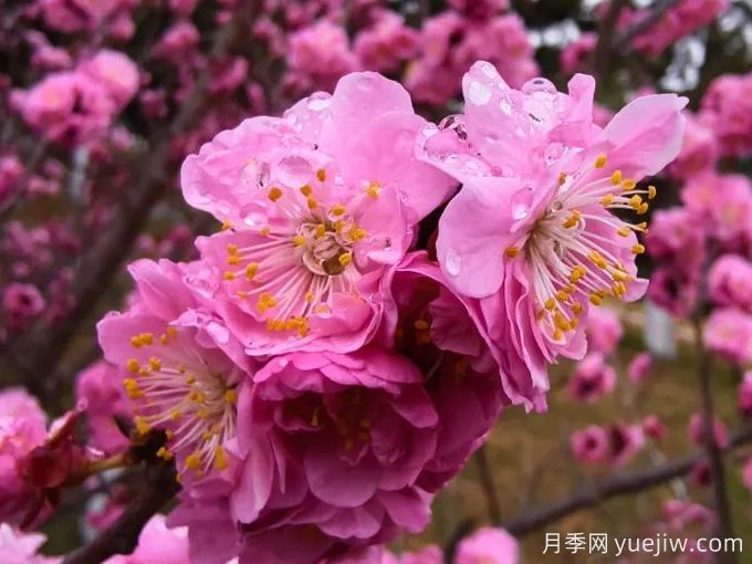 冬季里***耐寒的15種花卉，***耐寒的花推薦(圖1)